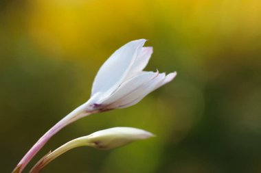 Bir çiçeğe yakın çekim (Lat. Acidanthera bicolor Hochst) bir sonbahar botanik bahçesinde
