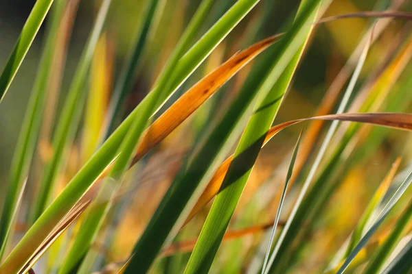 Close Macro Photography Grass Shoots Selective Focus Autumn Botanical Garden — Stock Photo, Image