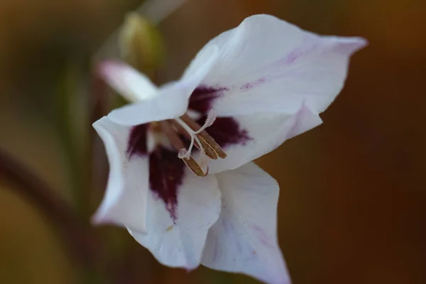 花的特写 Lat 秋天里植物园中的一种双色菊花 — 图库照片