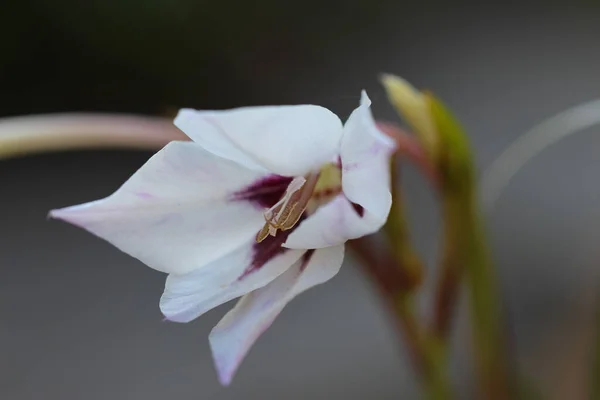 Gros Plan Une Fleur Lat Acidanthera Bicolor Hochst Dans Jardin — Photo