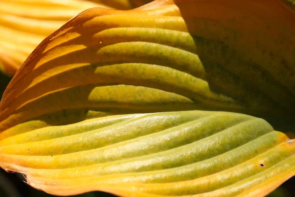 Natürliche Gelbe Hintergrundtextur Der Makrofotografie Eines Gelben Hosta Blattes Mit — Stockfoto
