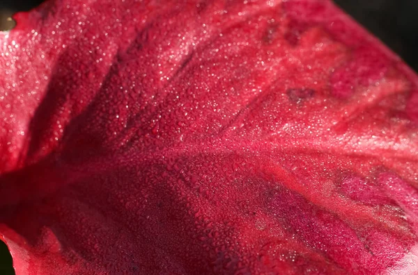 Textura Fondo Rojo Natural Macrofotografía Una Hoja Roja Gotas Rocío — Foto de Stock