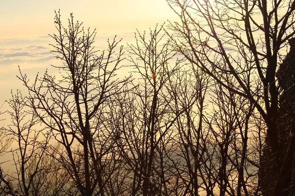 속에서 새벽의 주황색 배경에 나무들의 실루엣 — 스톡 사진