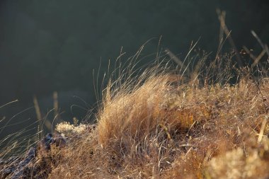 Gün batımında dağlarda seçici odaklı kuru saplar ve arka planda çimenler. 