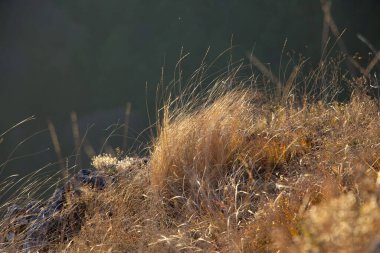 Gün batımında dağlarda seçici odaklı kuru saplar ve arka planda çimenler. 