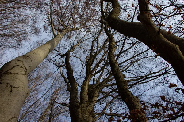 Coroas Faia Uma Floresta Montanha Close Baixo — Fotografia de Stock