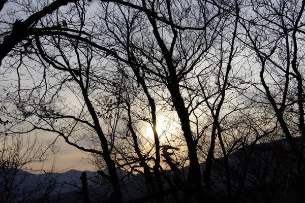 Силуети Букових Дерев Проти Заходу Сонця Горах — стокове фото