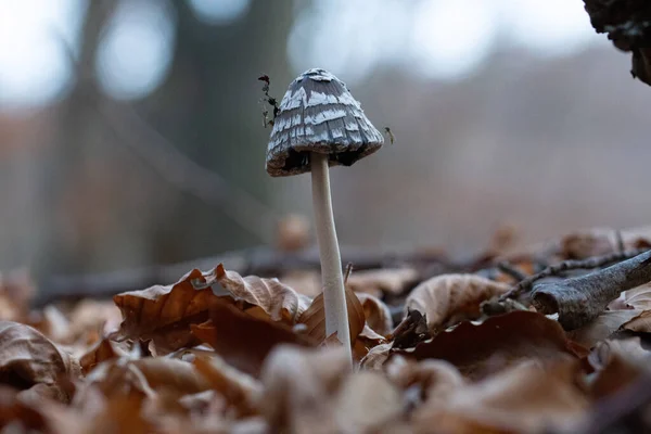 Small Wild Mushroom Selective Focus Forest Close — Stock Photo, Image