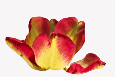 Beyaz arkaplanda kırmızı sarı lale izole edilmiş.