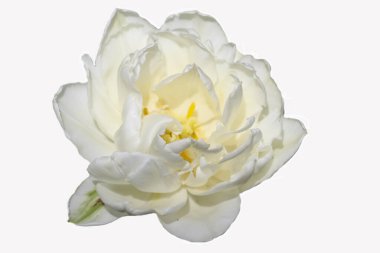 Beyaz arka planda izole edilmiş beyaz lale çiçeği başı