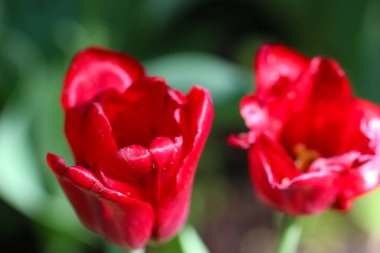 Bulanık koyu yeşil arka planda seçici odaklı kırmızı bir lale. 