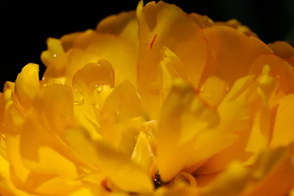 Fotografia Macro Tulipa Amarela Fundo Verde Escuro Embaçado Natural — Fotografia de Stock