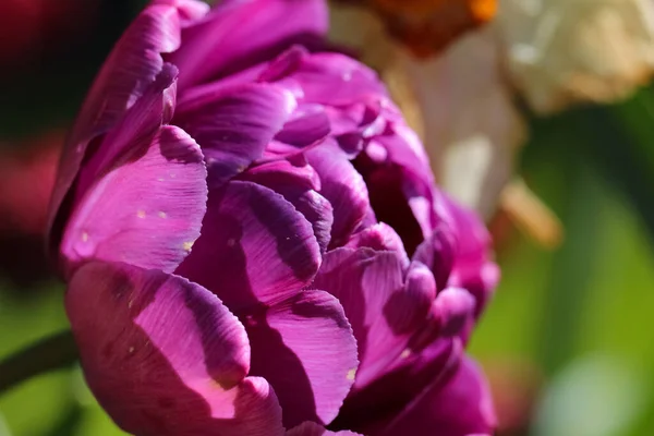 Macro Photography Beautiful Purple Peony Shaped Tulip Flower Variety Blue — Foto de Stock