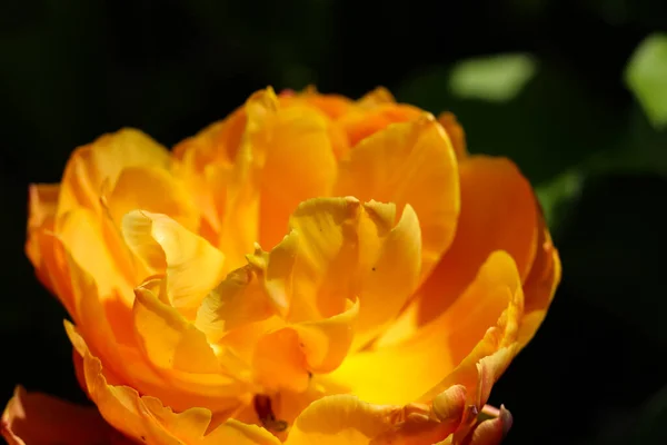 Macro Photography Yellow Tulip Natural Blurry Dark Background — стоковое фото