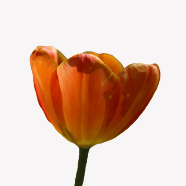 Оранжевый Тюльпан Изолирован Белого — стоковое фото