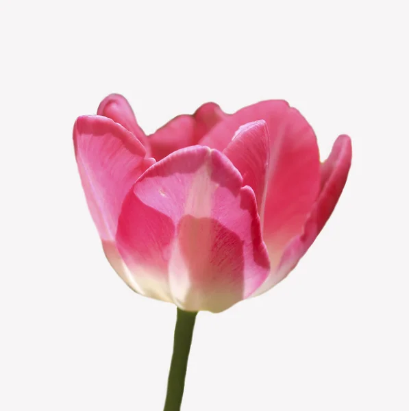 Soft Pink Tulip Isolated White — Fotografia de Stock