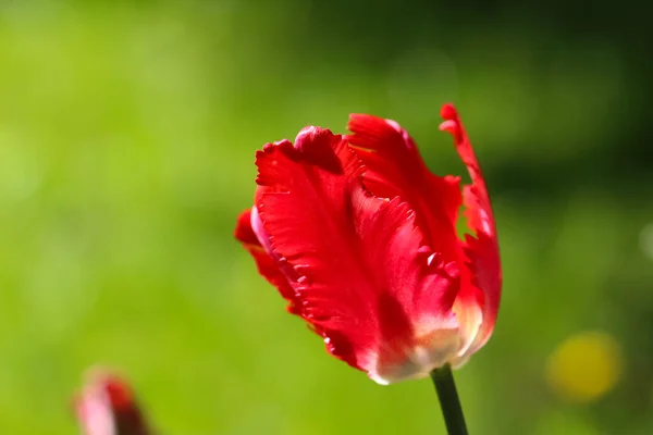 Red Tulip Selective Focus Counter Light Blurry Soft Green Background — стоковое фото