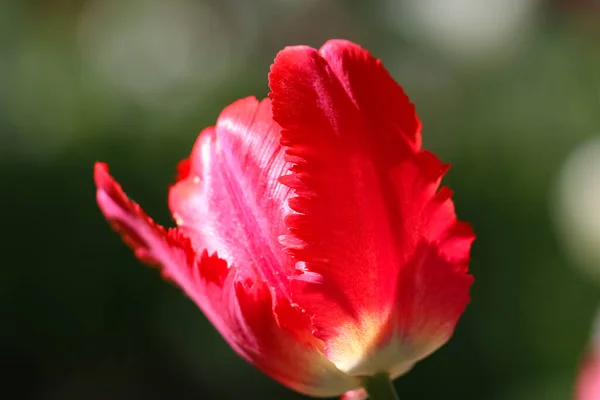 Red Tulip Selective Focus Counter Light Blurry Dark Green Background — стоковое фото