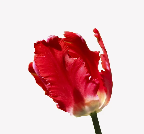 Flor Tulipa Vermelha Isolada Branco — Fotografia de Stock