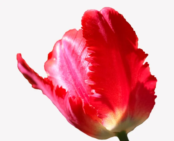 Красный Цветок Тюльпан Изолирован Белом — стоковое фото