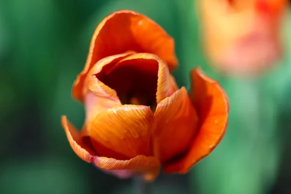 Turuncu Lalenin Doğal Koyu Arkaplandaki Makro Fotoğrafçılığı — Stok fotoğraf