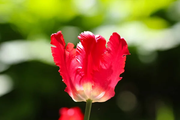 Red Tulip Selective Focus Counter Light Blurry Soft Green Background — стоковое фото