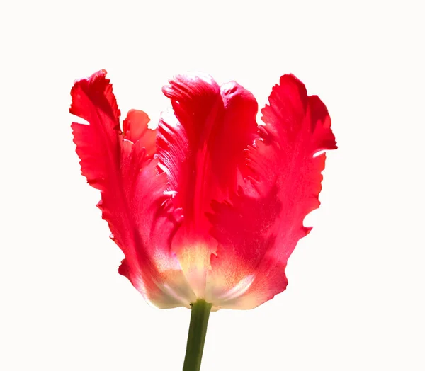 Red Tulip Flower Head Isolated White — Fotografia de Stock