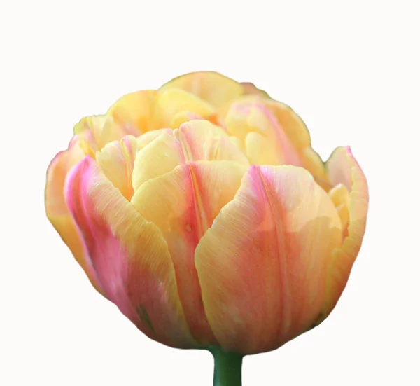 Tulipán Rosa Suave Aislado Blanco —  Fotos de Stock