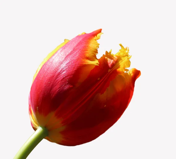 Красный Цветок Тюльпан Изолирован Белом — стоковое фото