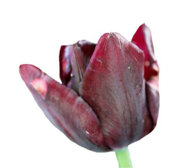 Beyaz arkaplanda siyah renkli lale izole edildi