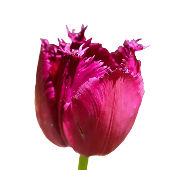 Dark Pink Tulip Isolated White — стоковое фото