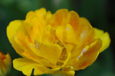 Sarı lalenin doğal koyu yeşil arkaplanda makro fotoğrafçılığı