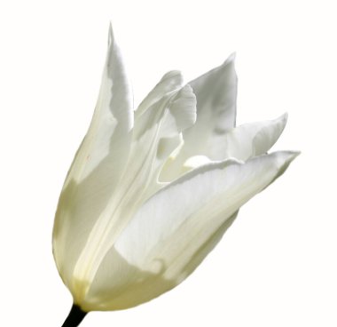 Beyaz arkaplan üzerinde izole edilmiş beyaz lale