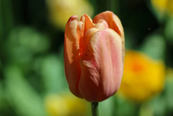 Tulipe Orange Avec Accent Sélectif Sur Fond Jardin Vert Flou — Photo