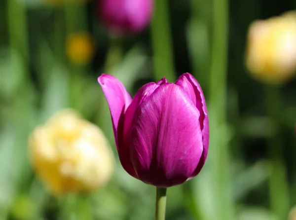 Красивый Фиолетовый Тюльпан Естественном Мягко Зеленом Фоне — стоковое фото