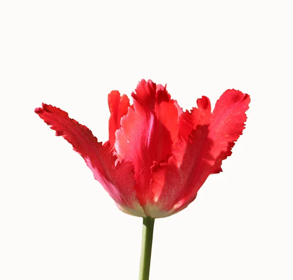 Красный Тюльпан Голова Цветок Изолирован Белом — стоковое фото