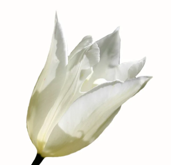 Tulipe Blanche Isolée Sur Fond Blanc — Photo