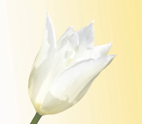 White Tulip Isolated Soft Yellow Background — 스톡 사진