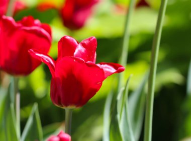 Bulanık arka planda güzel kırmızı bir lale.