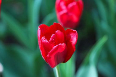 Doğal koyu yeşil bir zemin üzerinde güzel bir koyu renk lale.