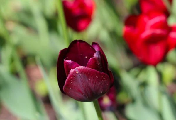 Tulipán Borgoña Sobre Fondo Jardín Borroso — Foto de Stock