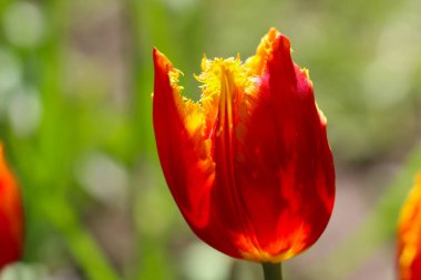 Bulanık yeşil arka planda seçici odaklı kırmızı bir lale 