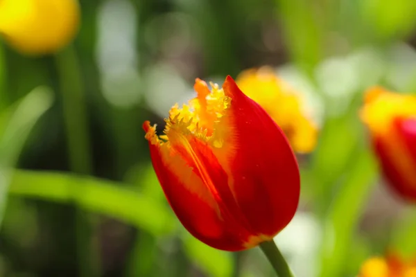 Macro Photo Une Tulipe Éponge Rouge Avec Mise Point Sélective — Photo
