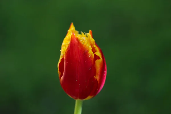 Красный Махровый Тюльпан Избирательным Фокусом Размытом Зеленом Фоне — стоковое фото