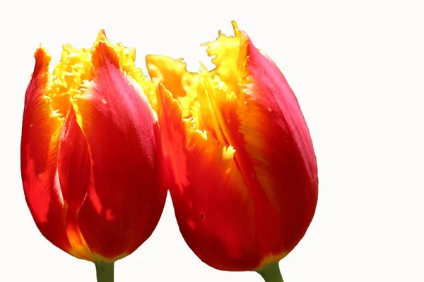 Два Махровых Красных Цветка Тюльпана Изолированы Белом — стоковое фото