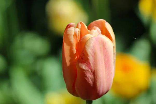 Tulipe Orange Avec Mise Point Sélective Sur Fond Flou Naturel — Photo