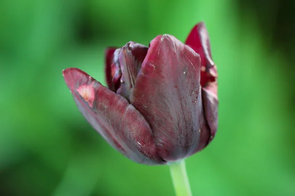 Közelkép Egy Fekete Tulipán Elszigetelt Sötét Zöld Háttér — Stock Fotó