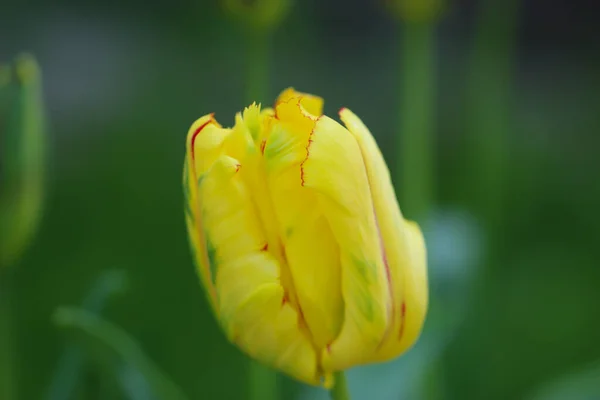 Tulipano Giallo Sfondo Verde Scuro Sfocato Naturale — Foto Stock