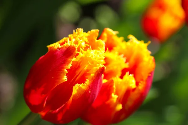Два Красных Тюльпана Избирательным Цветом Весной — стоковое фото
