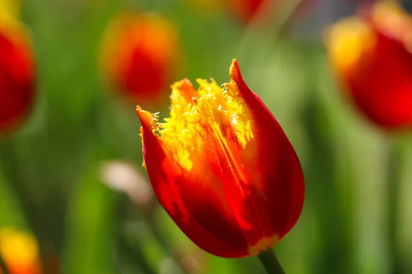 Gros Plan Une Tulipe Éponge Rouge Jaune Composition Printemps Nature — Photo